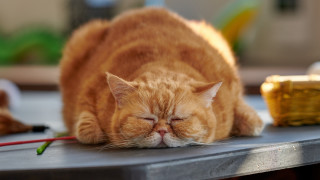 Sleeping cat blurry background photorealistic - adrian zingg free wallpaper