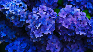 Blue flower bouquet macro purple - blue flower free wallpaper