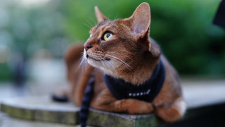 Cat harness ledge trees blurry - a ledge free wallpaper