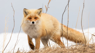 Fox snow grass camera animal - a fox free wallpaper for desktop