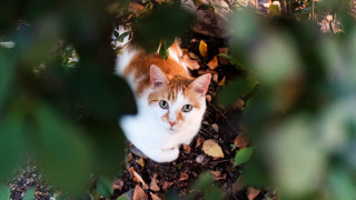 Cat leaves tree eye view - a cat free wallpaper for desktop