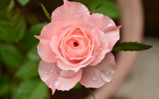 Pink rose water droplets macro 13 - a pot free wallpaper