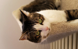 Black cat scratching post radiator - scratching free wallpaper