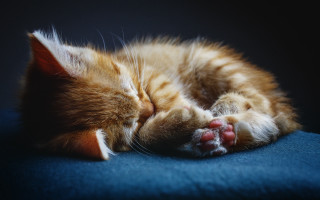 Sleeping cat blue surface microscopic - daniel lieske free wallpaper