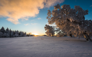 Snowy field trees sunset clouds 6 - tree and a sunset in the background free wallpaper