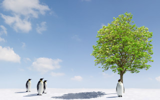 Penguins tree snow sky mountains - three penguin free wallpaper