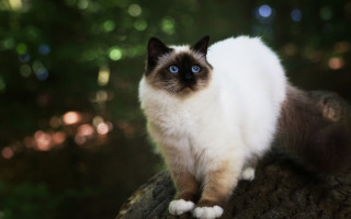 Cat blue eyes on branch - a blurry background of trees free wallpaper