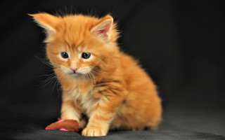 Orange kitten toy blurry background - a toy free wallpaper
