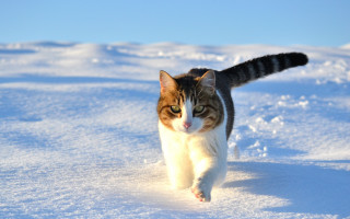 Cat snow day camera outdoors - the camera len free wallpaper