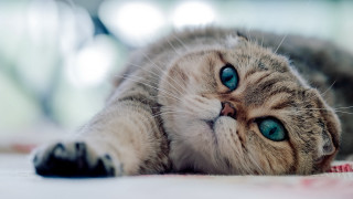 White cat blue eyes laying 3 - a portrait free wallpaper