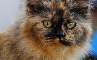 Cat green eyes impressionism macro - a blue wall free wallpaper