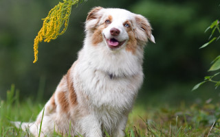 Dog yellow flower grass blurry - a yellow flower free wallpaper