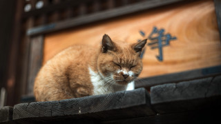 Cat wooden ledge closed eyes - asai chū free wallpaper