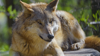 Wolf rock woods blurry background - a wolf free wallpaper