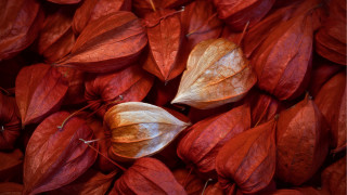 Red leaves white leaf macro - a pile together free wallpaper