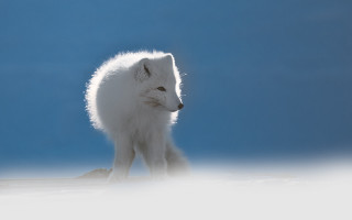 White fox snow blue sky - a white fox free wallpaper
