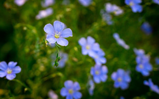 Blue flowers grass macro bokeh - one flower in the middle of the picture free wallpaper
