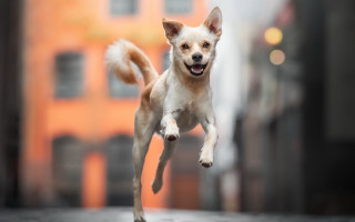 Small dog jumping arabesque blurry - a small dog free wallpaper