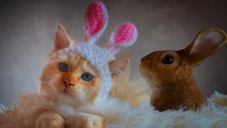 Cat rabbit knitted hats fluffy 2 - hat free wallpaper