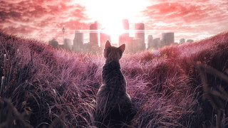 Cat field city skyline red - a red sky free wallpaper