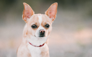 Small dog red collar looking - a small dog free wallpaper