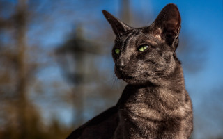 Black cat green eyes background - a black cat free wallpaper