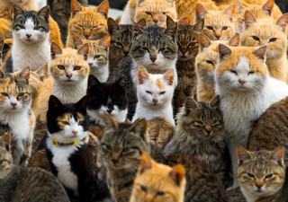 Large group of cats standing - free cats wallpaper