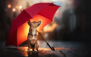 Small dog under umbrella night - a small dog free wallpaper