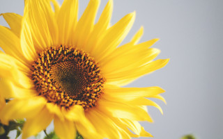 Sunflower blue sky green leaves - a sunflower free wallpaper