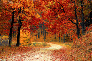 Autumn leaves dirt road fall - the tree free wallpaper