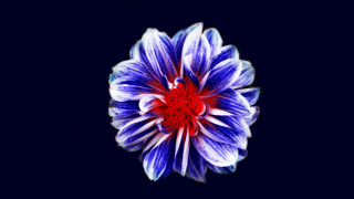 Blue white red center flower - a red center free wallpaper