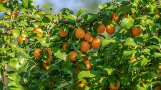 Orange tree blue sky nature - lot free wallpaper