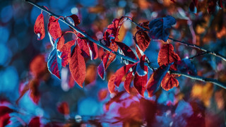 Red leaves branch blue sky 2 - blue sky in the background free wallpaper