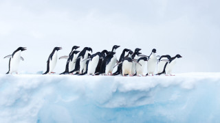 Penguins iceberg ocean camera ecological - a group of penguins free wallpaper
