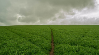 Field dirtpath tree cloudy sky - david inshaw free wallpaper