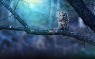 Owl branch forest night light - a owl free wallpaper