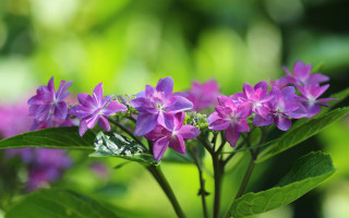 Purple flower green leaves macro 2 - a purple flower free wallpaper