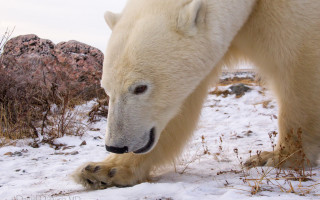 Polar bear snow rocks bushes - a rock in the background free wallpaper