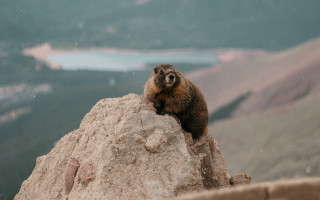 Small animal rock mountain lake - a small animal sitting free wallpaper