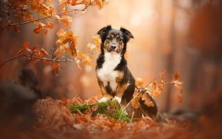 Dog woods leaves autumn light - the ground and a tree in the background free wallpaper