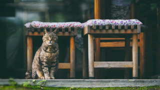 Cat wooden chair table cushion - photography free wallpaper