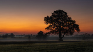 Sunset foggy tree field bernd - the air above free wallpaper for desktop