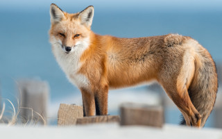Fox ocean woodenpost blue sky 2 - a fox free wallpaper for desktop