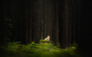 Dog forest white dog nature - free dogs wallpaper