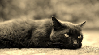 Black cat gothic beach ocean - looking free wallpaper for desktop