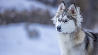 Husky blue eyes snow winter - husky free wallpaper