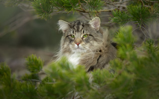 Cat tree sitting blurry background - impressionism free wallpaper for desktop