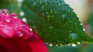 Flower water droplets green leaf - a green leaf free wallpaper