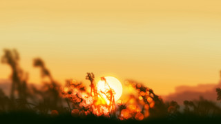 Sunset field bird anamorphic flare - a sunset free wallpaper for desktop