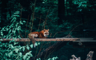 Red fox woodland illustration bench - a bench in the background free wallpaper